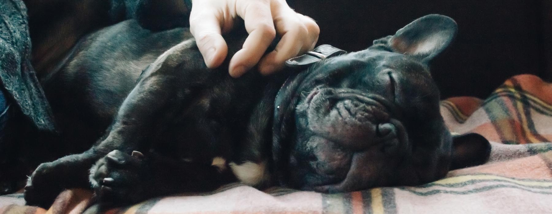 a person petting a dog